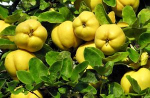 kdoule quince ovoce fruit